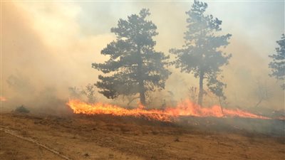 بلغاريا تكافح حرائق غابات وسط موجة حر