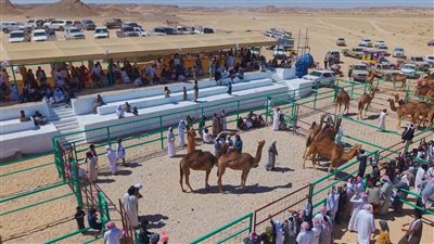 مهرجان «المزاينة والمحالبة».. سباق الأصالة يتجدد في المهرة 
