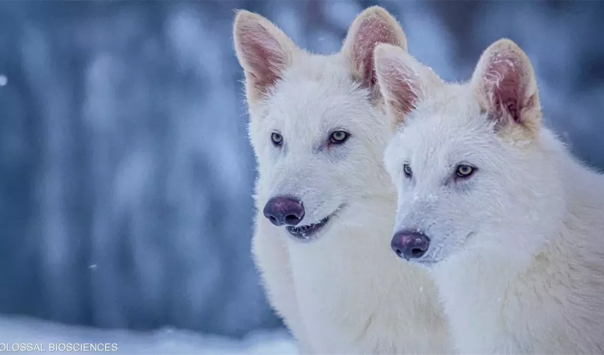  قناة عدن المستقلة AIC HDTV