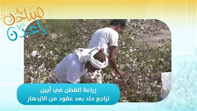 صباحك ياعدن | زراعة القطن في أبين.. تراجع حاد بعد عقود من الازدهار 